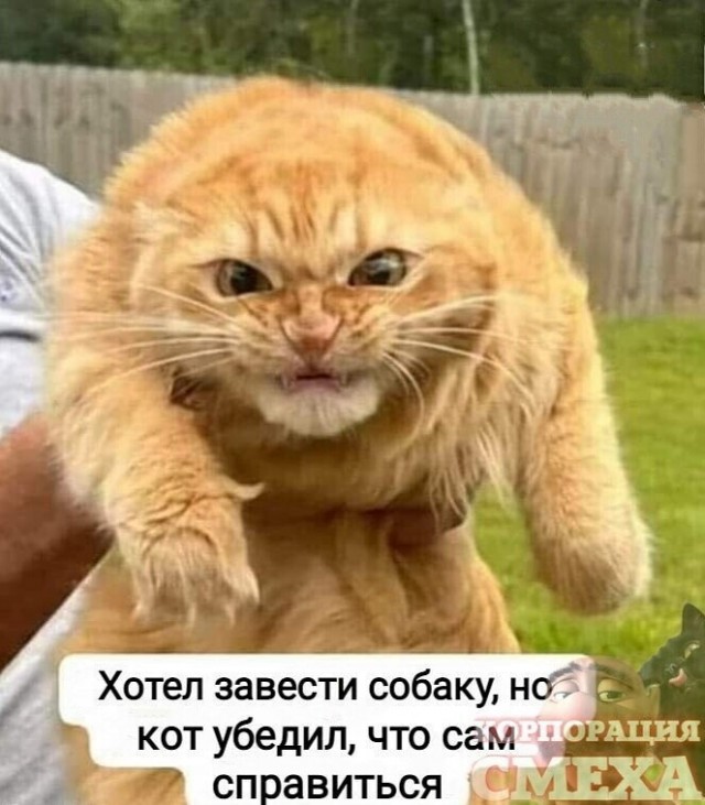Суд в России запретил коту заходить в одну из комнат в квартире