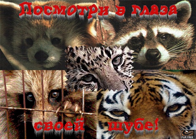Муж и жена - одна шаурма