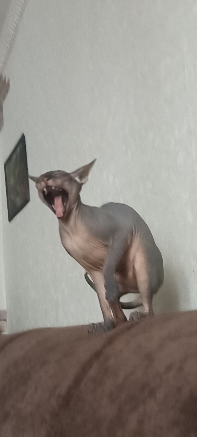 Котовторник