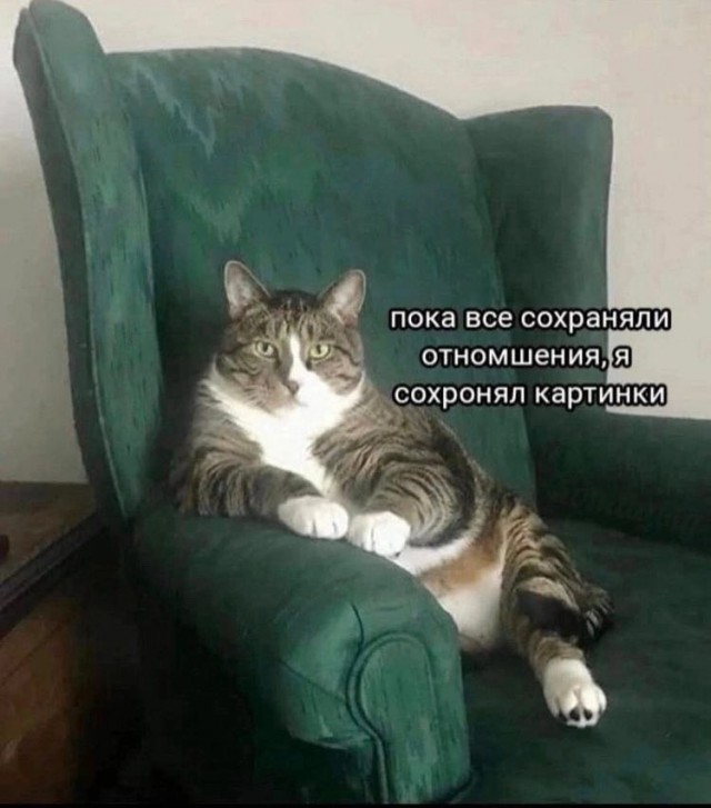 Котокартинки