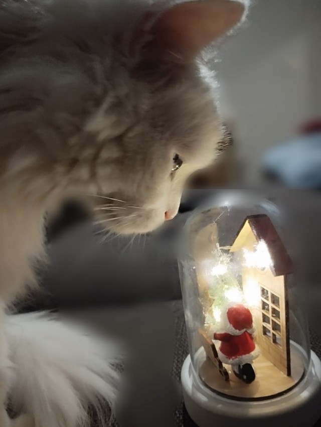С котовторником ЯПовцы