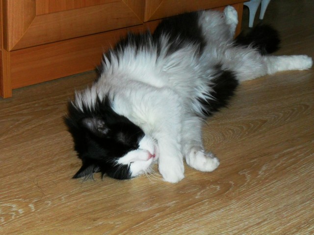 Котовторник  07.05.2013