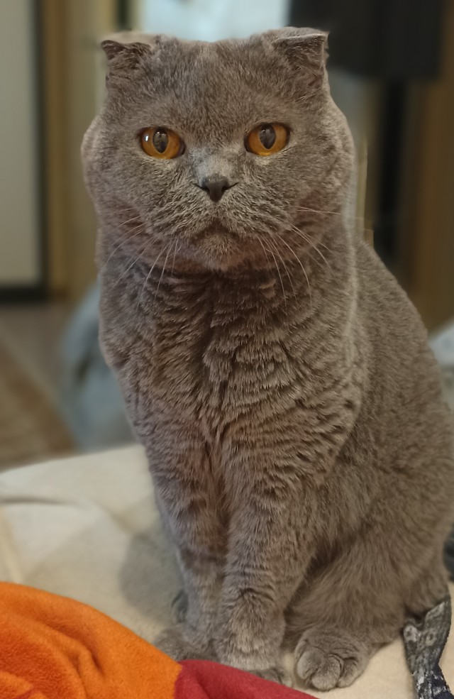 Толстые коты