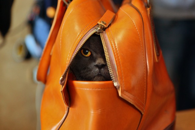 Котовтоник в картинках
