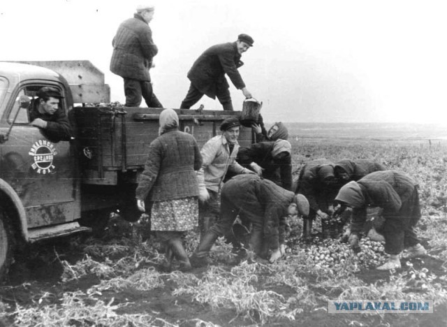 Ностальгия по работящим женщинам