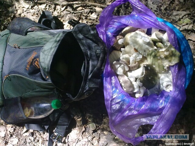 Поход за грибами,