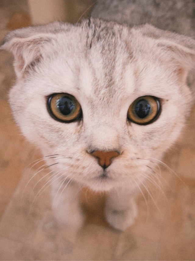 Котовторник