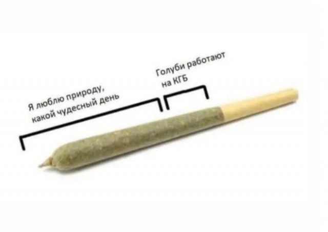 Голуби - шпионы.