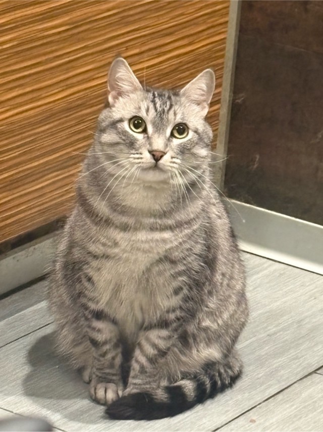Фотки красивого кота.