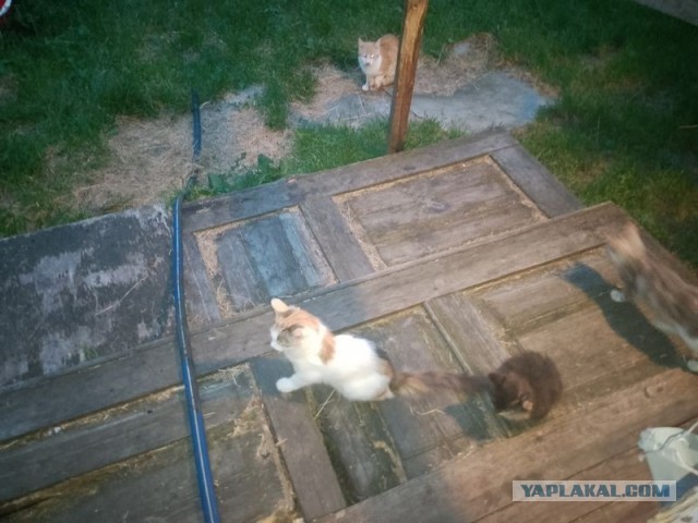 Жизнь домашнего приюта для котеек 580