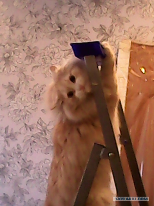 Котовторник 20.05.2014