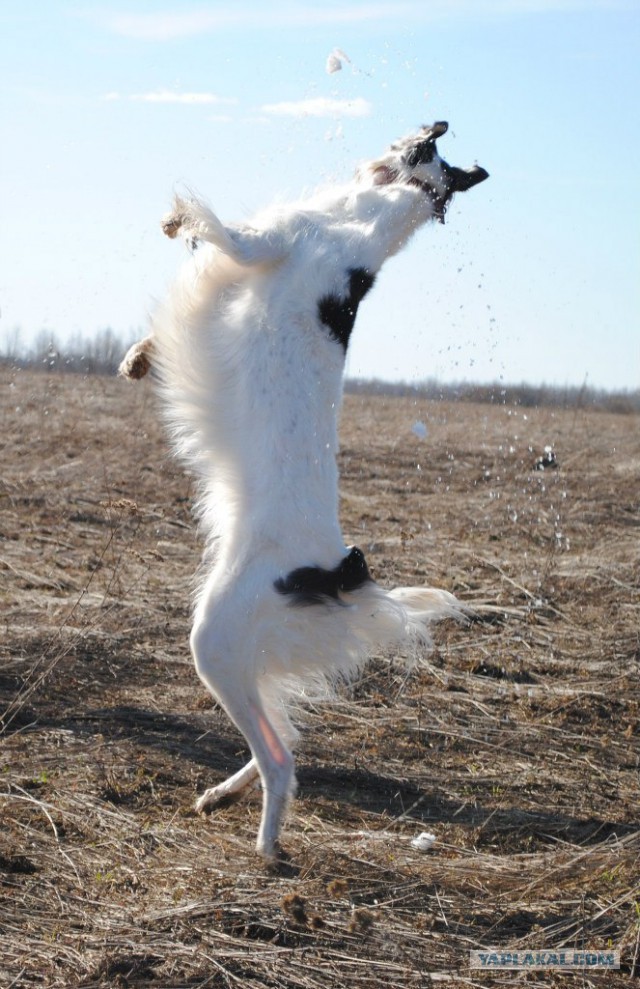 Собачки: русская борзая