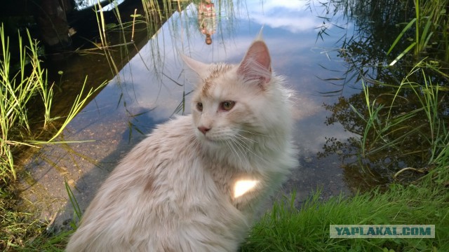 Котовторник 22.07.14