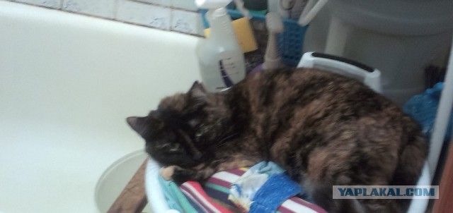 Котовторник 12.08.2014