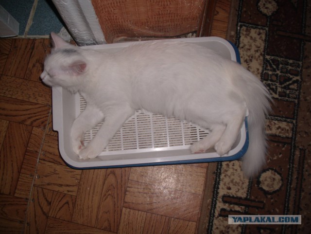 Котовторник 19.08.2014