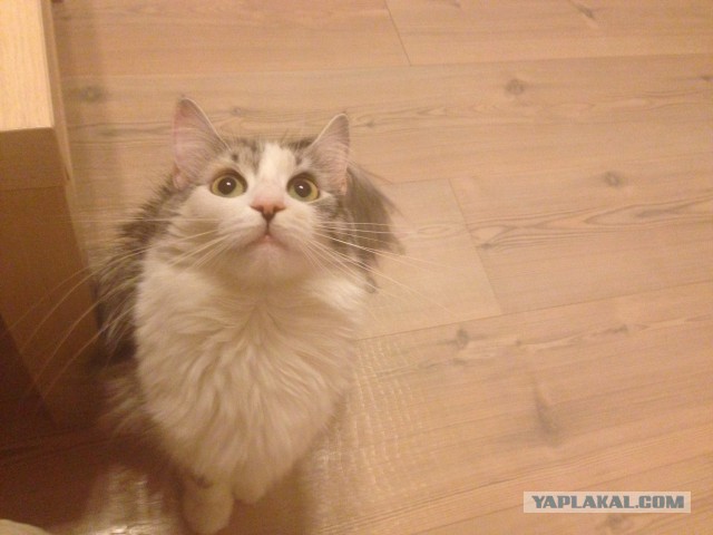 Котовторник 25.11.2014