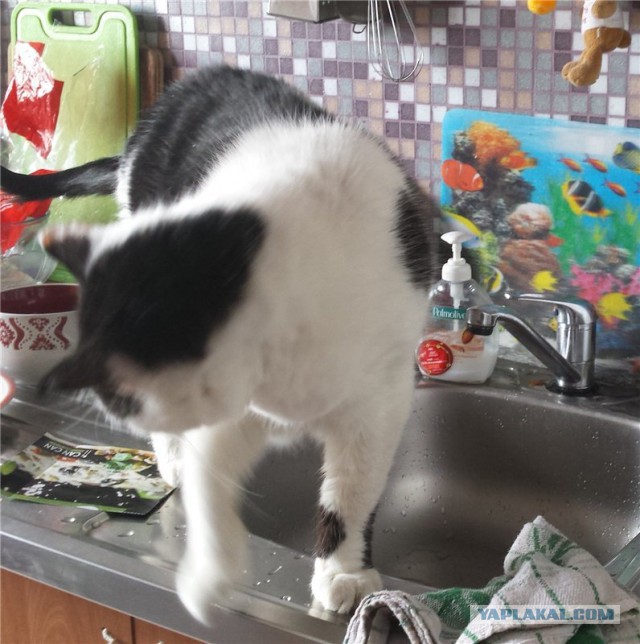 Котовторник