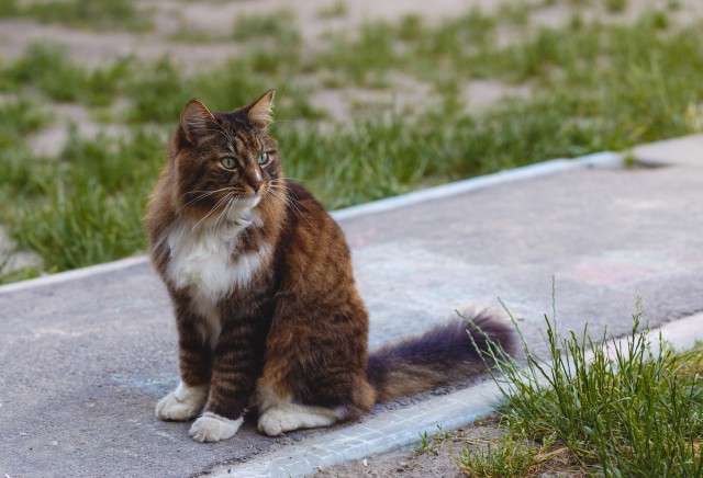 Шикарного кота выгнали на улицу Киев