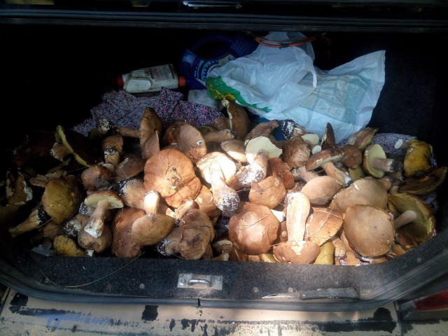 Как я сегодня за белыми грибами ездил