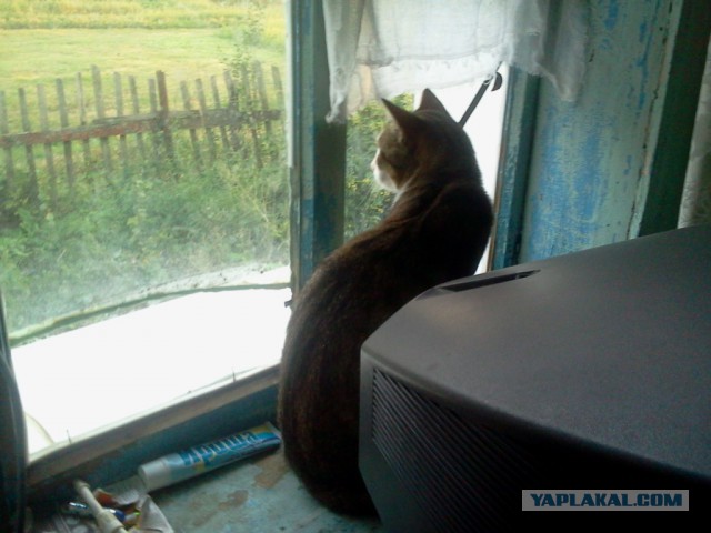 Котовторник 11.08.2015