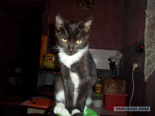 Жизнь домашнего приюта для котеек 78