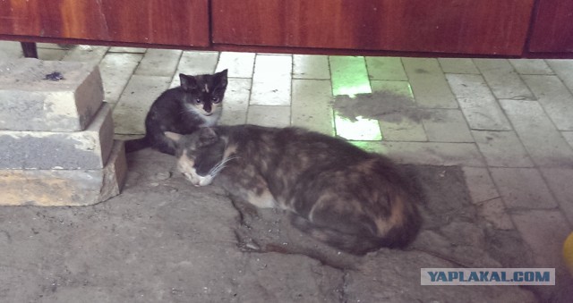 Котовторник 20.10.2015