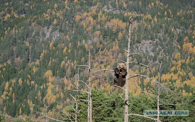 Про кукушек на деревьях и немного про Симу Хайхя