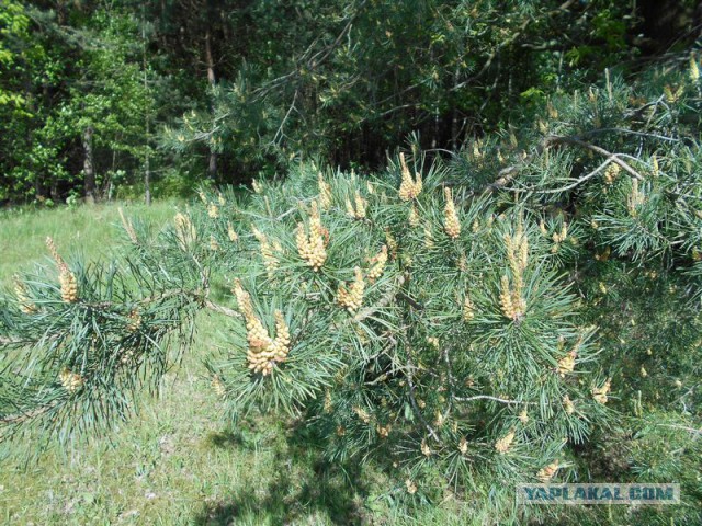 Жизнь домашнего приюта для котеек 114