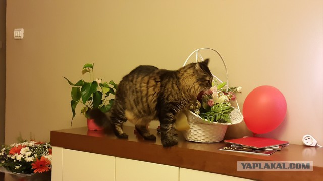 Котовторник. Алиса. Одно из лучших творений природы.