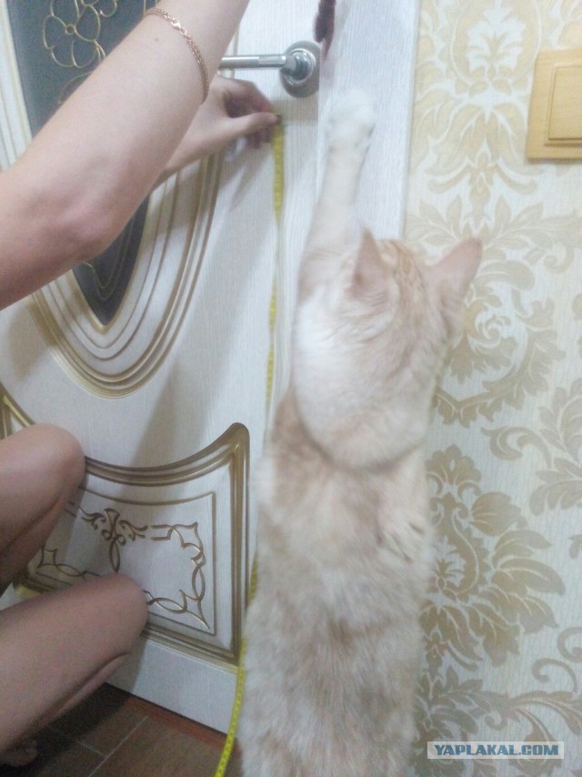 ЯП-конкурс: Замерь кота