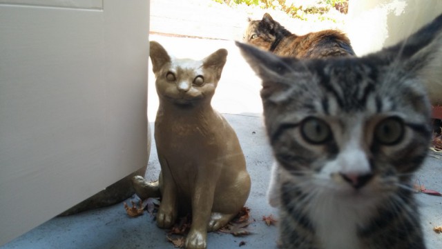Коты и Кошки