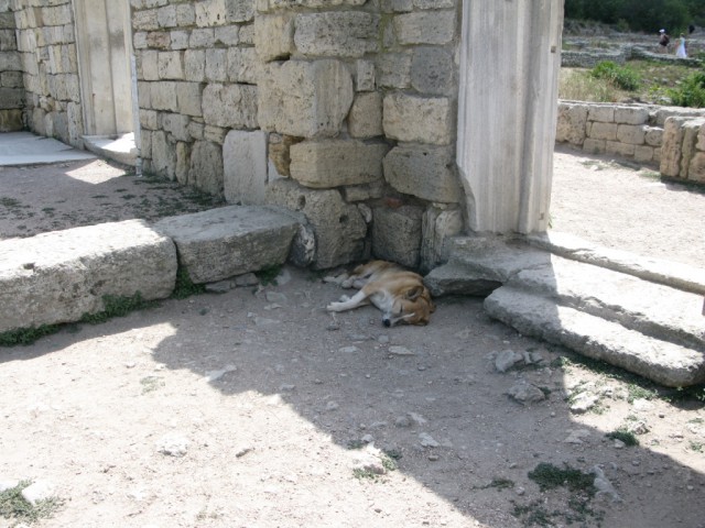 Крымские каникулы. Котовторник