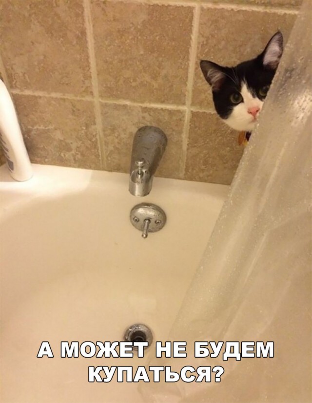 Неадекватные коты