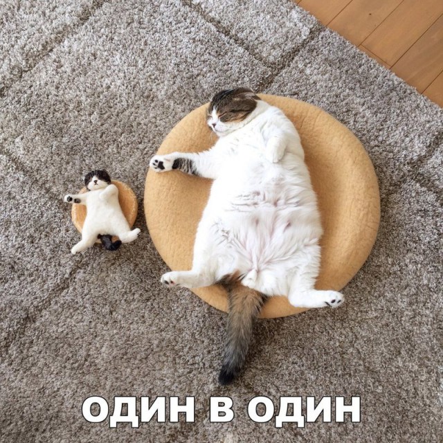 Весёлые картинки
