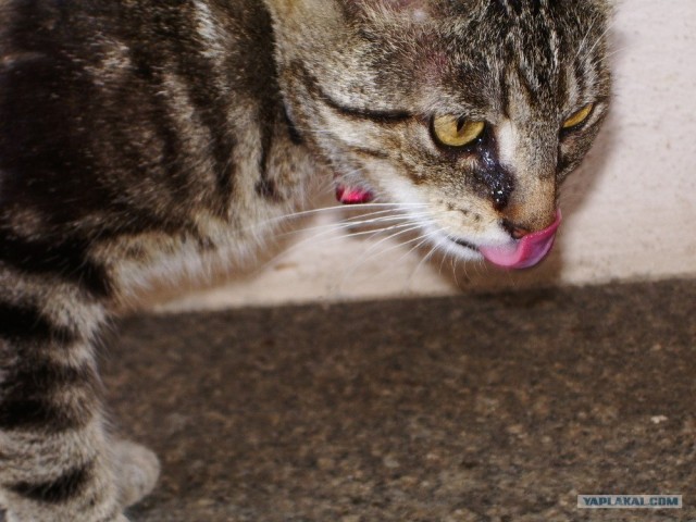Котовторник на ЯПлакалъ (03.06), котята (31 шт)