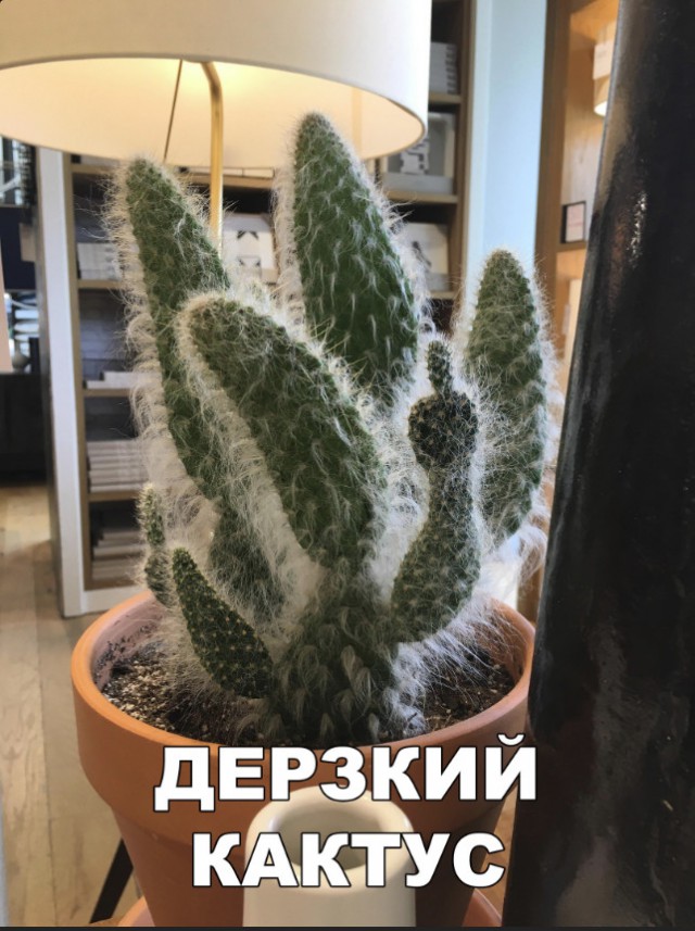 Прикольные картинки абавсём