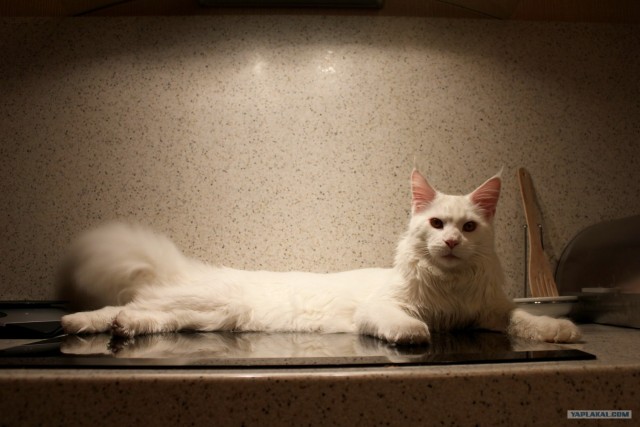 Состоятельный котовторник