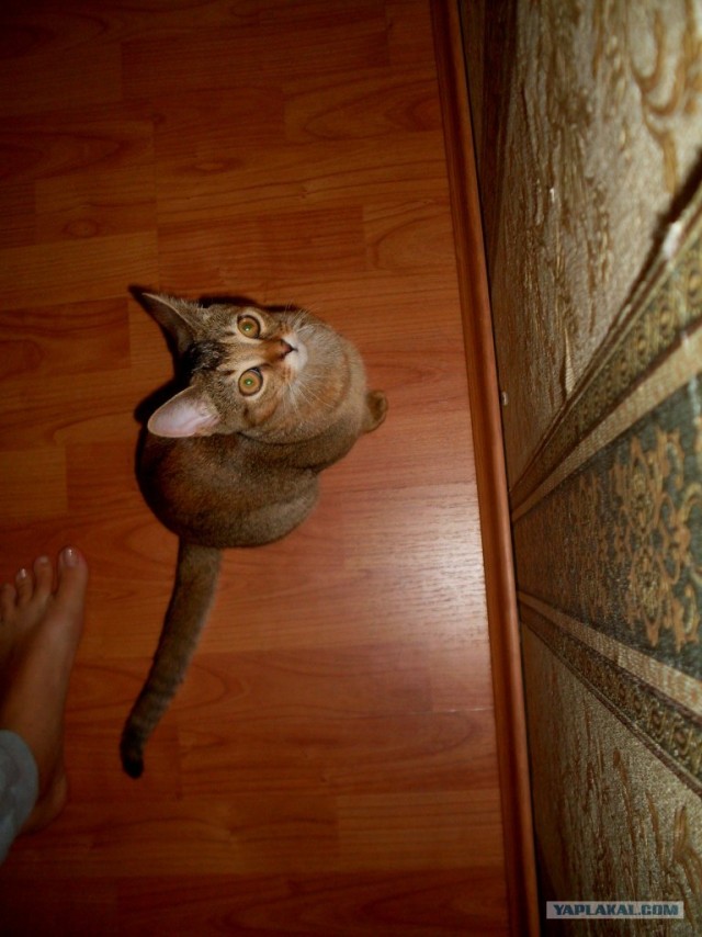Сонный Котовторник