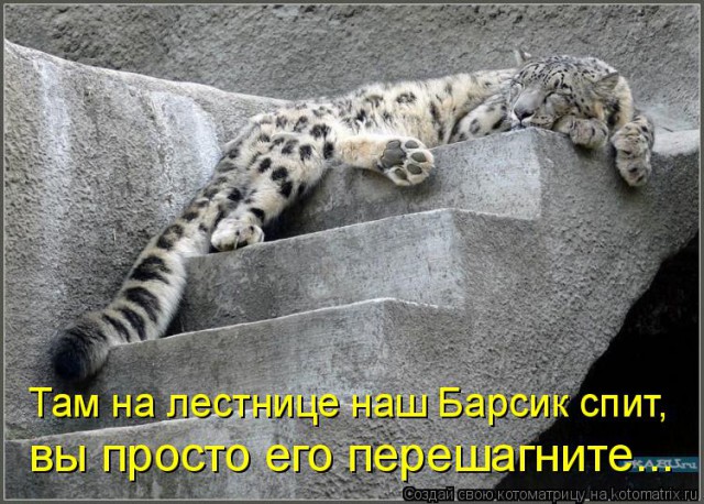 Дикий котовторник