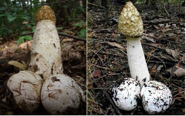 Природа чудит
