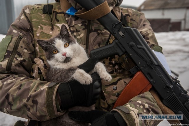 Долой политику, ура котикам!