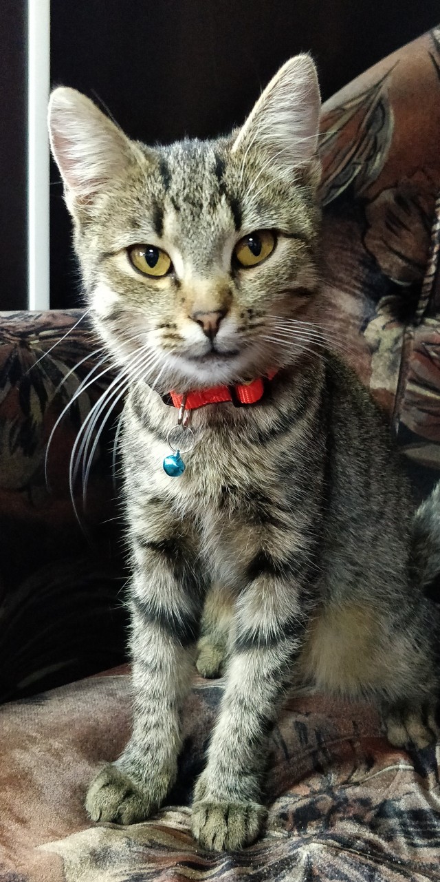 Котовторник вроде.