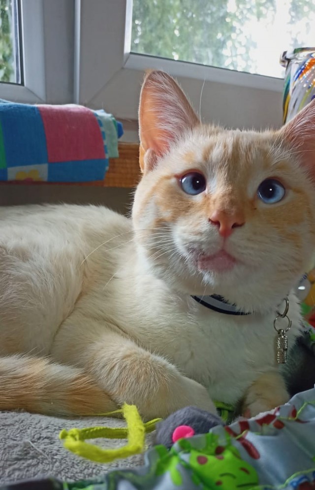 К нам пришел косоглазый кот