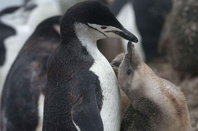 Северный ледовитый океан