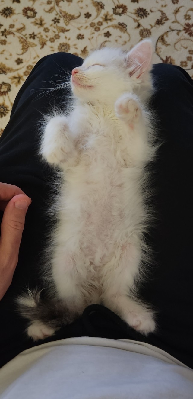 Вторник, ваши коты и кошки в студию