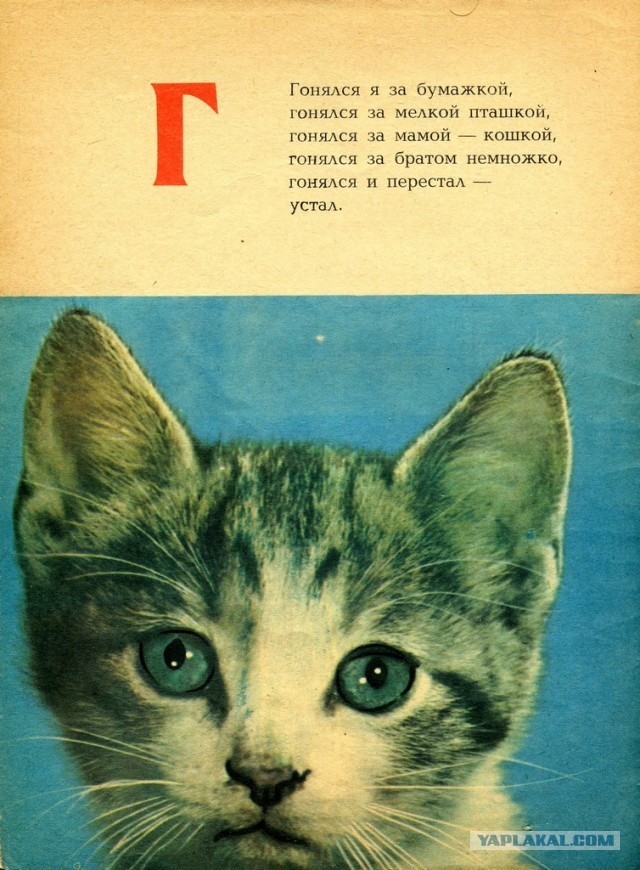 Много дел у кота на даче...