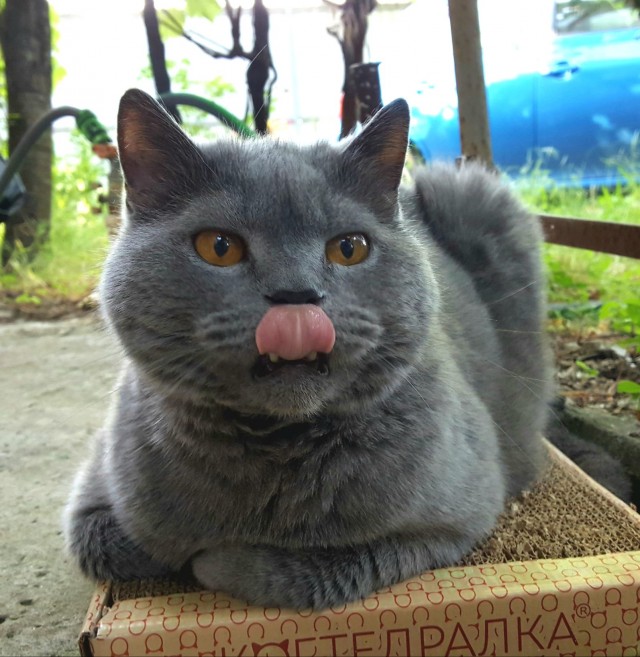 Вот вам