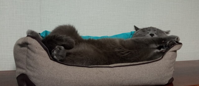 Походу мой кот бухает втихаря