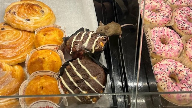 На западе Германии мышь украла пирожное из булочной