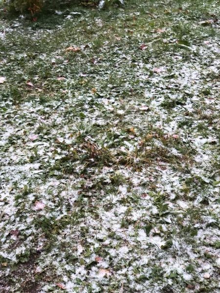 Снег добрался до Москвы